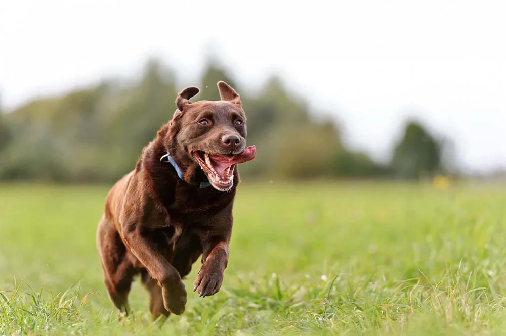 O Labrador é uma das raças de cachorro que se dá super bem com a corrida