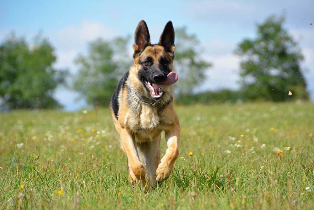 Cachorro correndo: o Pastor Alemão precisa de exercícios físicos intensos, e a corrida é uma boa opção