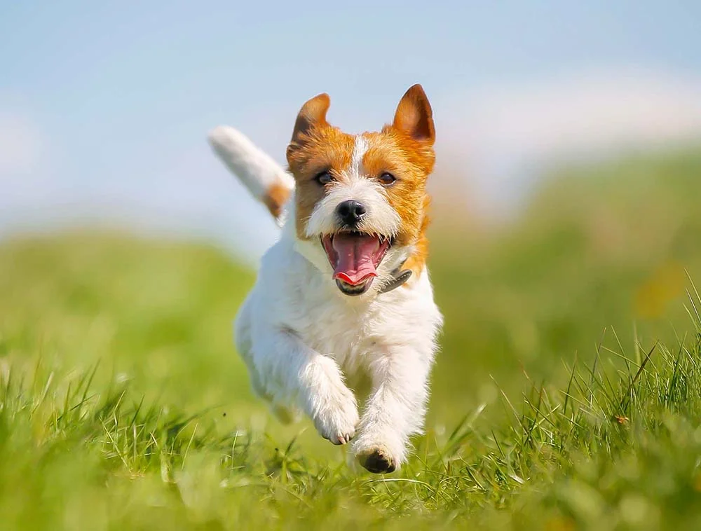 O Jack Russell Terrier tem um corpo atlético que é ideal para corridas