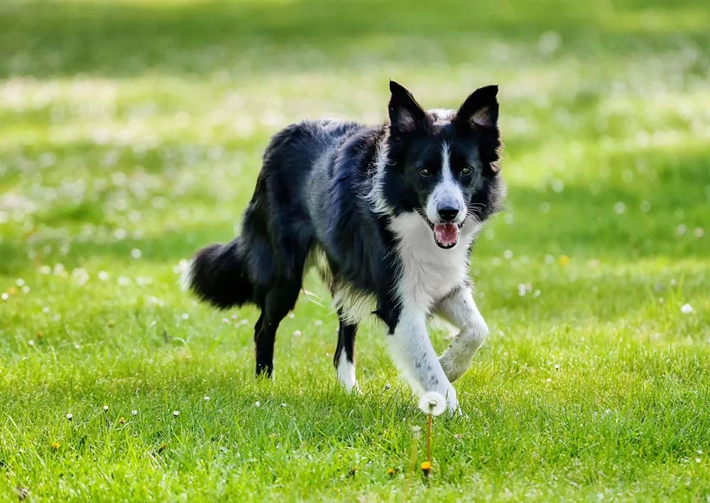 O Border Collie é outra raça de cachorro que se dá muito bem com o esporte