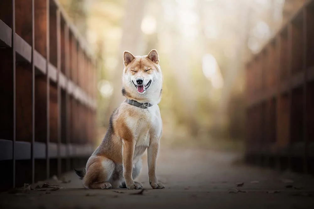 O Akita é uma das raças de cachorro mais antigas, originário do Japão