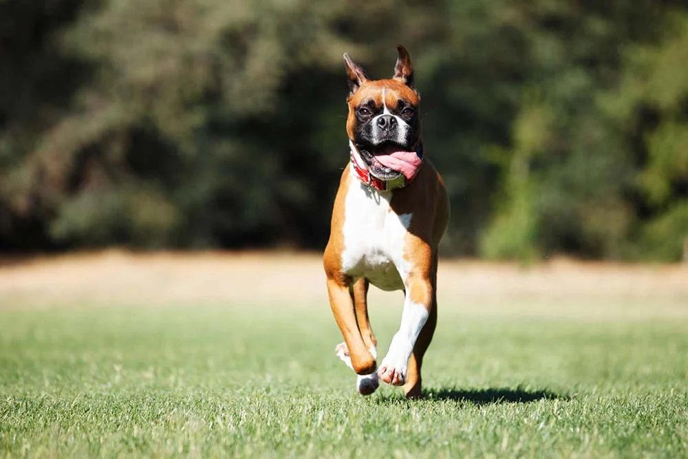 A raça de cachorro Boxer é bastante energética e precisa de estímulos físicos todo dia
