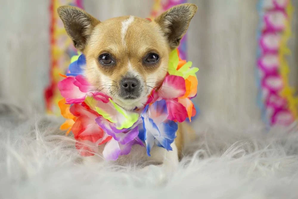 Uma fantasia de Carnaval para cachorro que nunca sai de moda é o estilo havaiano