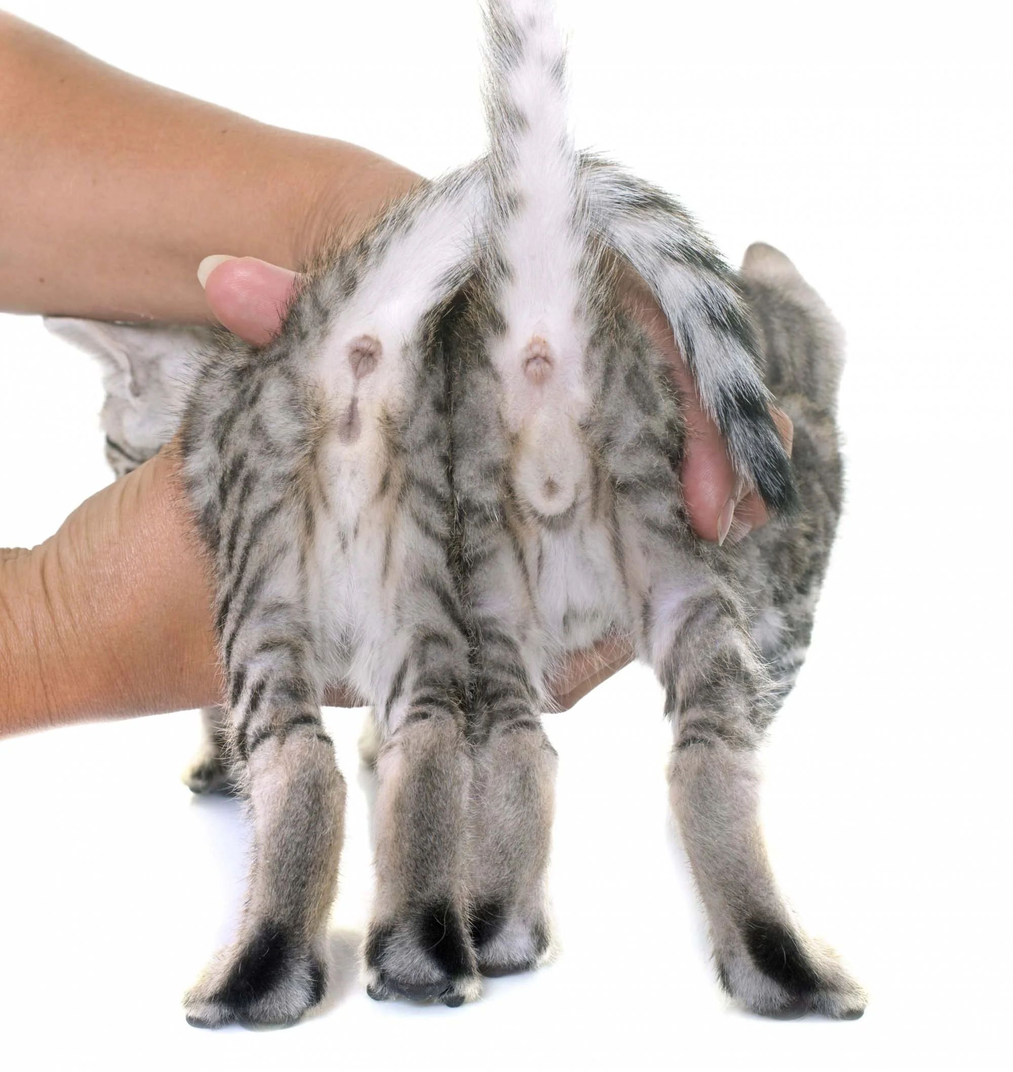 Como saber se um gato é macho ou fêmea: repare na distância entre os órgãos (na esquerda é fêmea; na direita, macho)