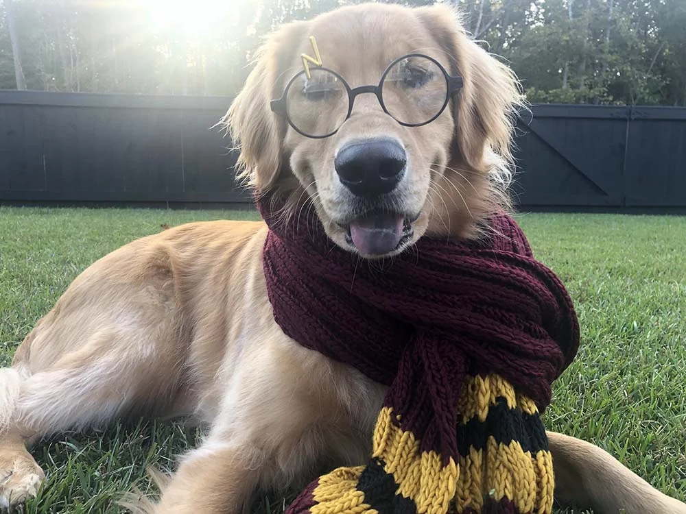 Cachorro fantasiado de Harry Potter é puro charme!