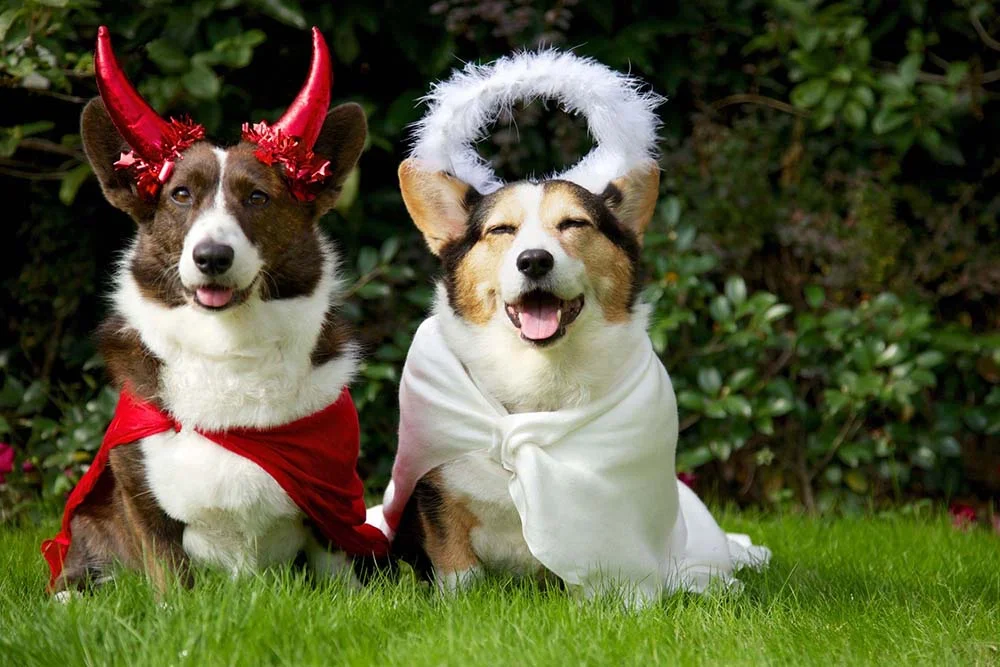 Mais uma ideia para dois cachorros fantasiados: anjinho e diabinho