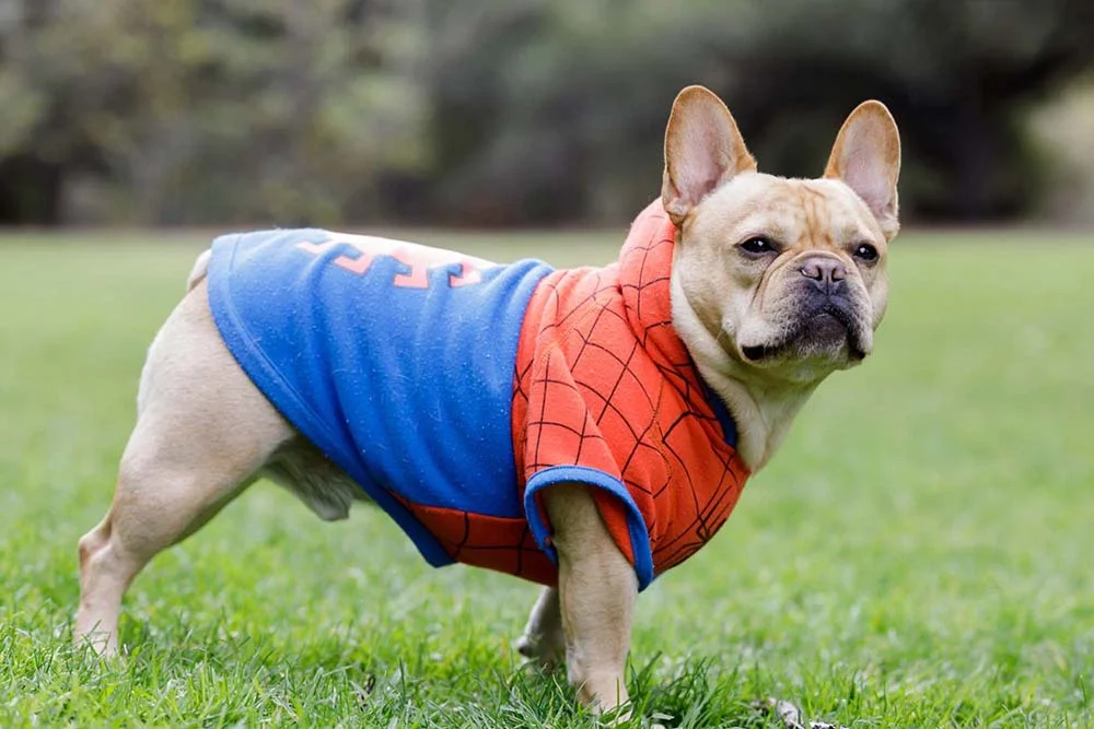 O Homem-Aranha é outro herói que todos amam e não é difícil achar uma fantasia de cachorro
