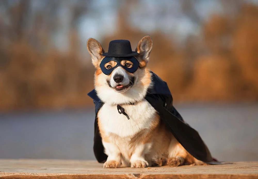 Cachorro fantasiado de Zorro também é uma ideia bem simples de colocar em prática
