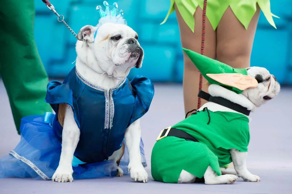 Fantasiar o cachorro de Frozen ou de Peter Pan é uma boa forma de homenagear a Disney