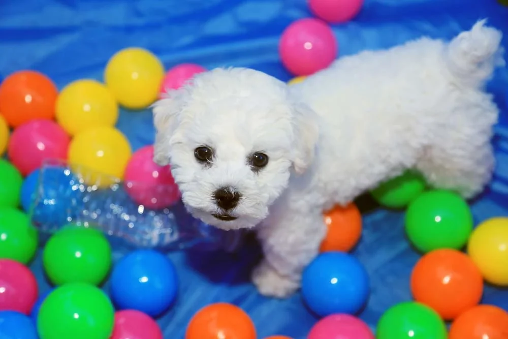 Bichon Frisé: uma piscina de bolinhas pode ser uma ótima ideia para divertir o cãozinho