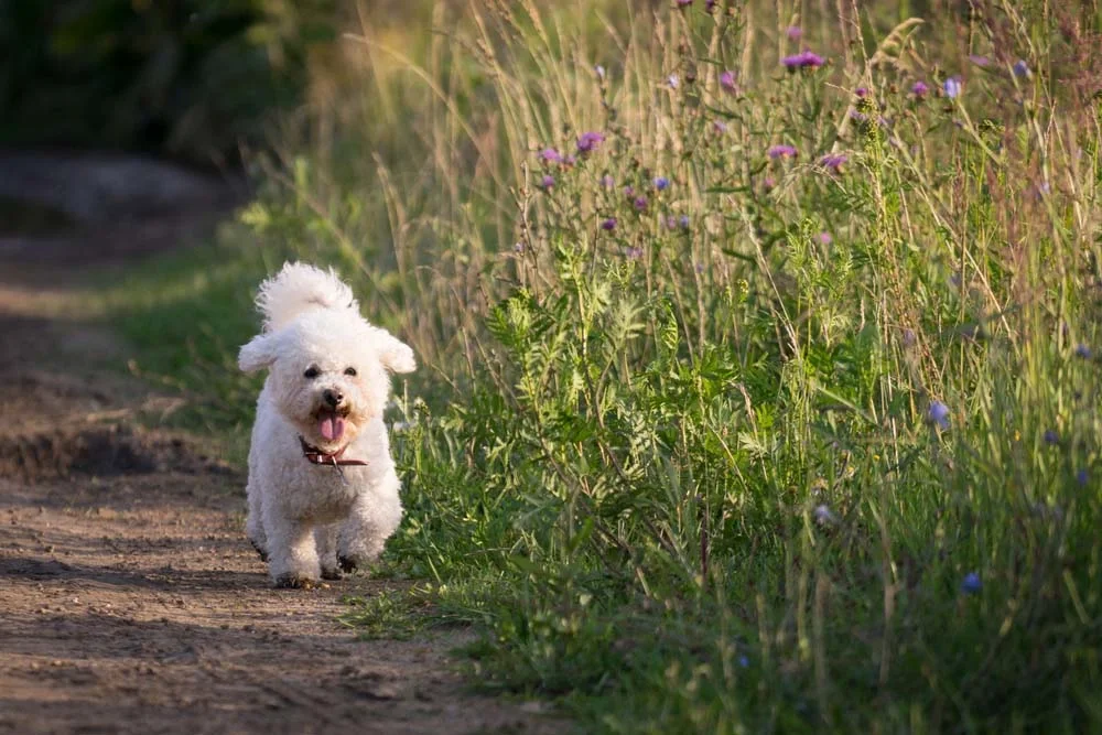 Caminhadas e corridas são um bom exercí­cio para o cão Bichon Frisé