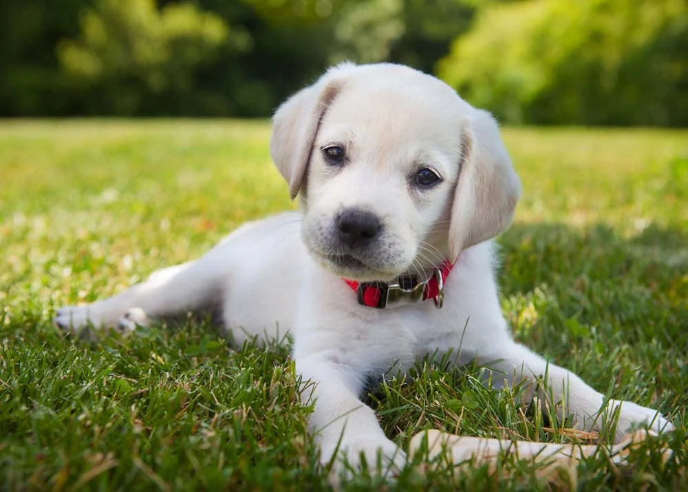 O cachorro Labrador filhote creme é um dos mais queridinhos