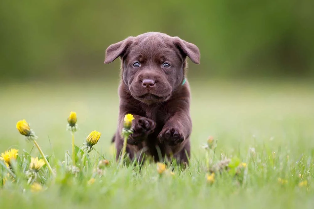 Com um pique danado, o Labrador filhote adora correr e brincar