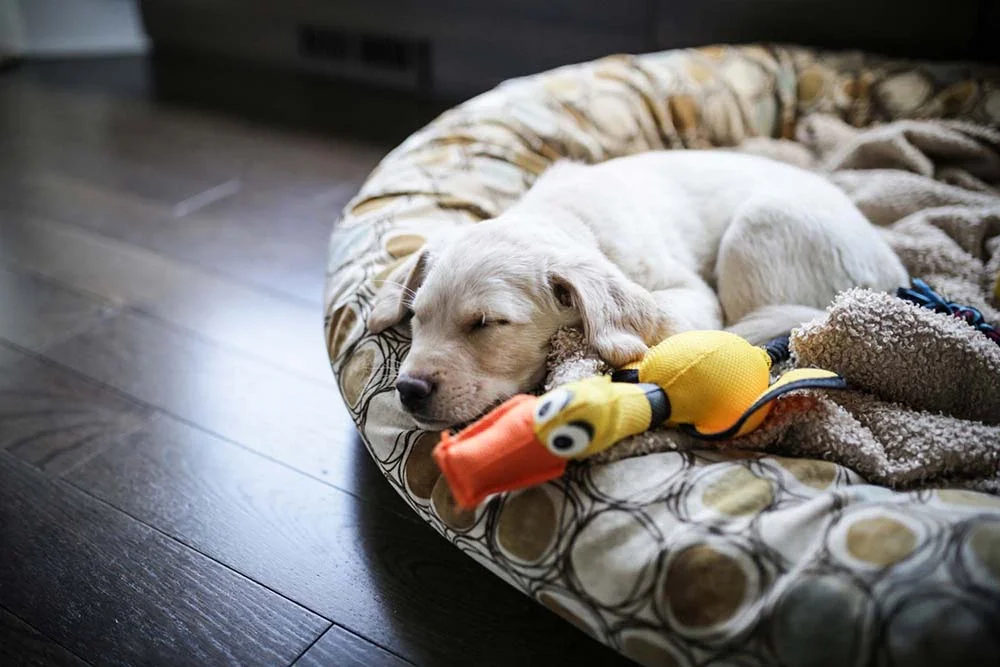 Labrador filhote dormindo deixa o coração muito quentinho