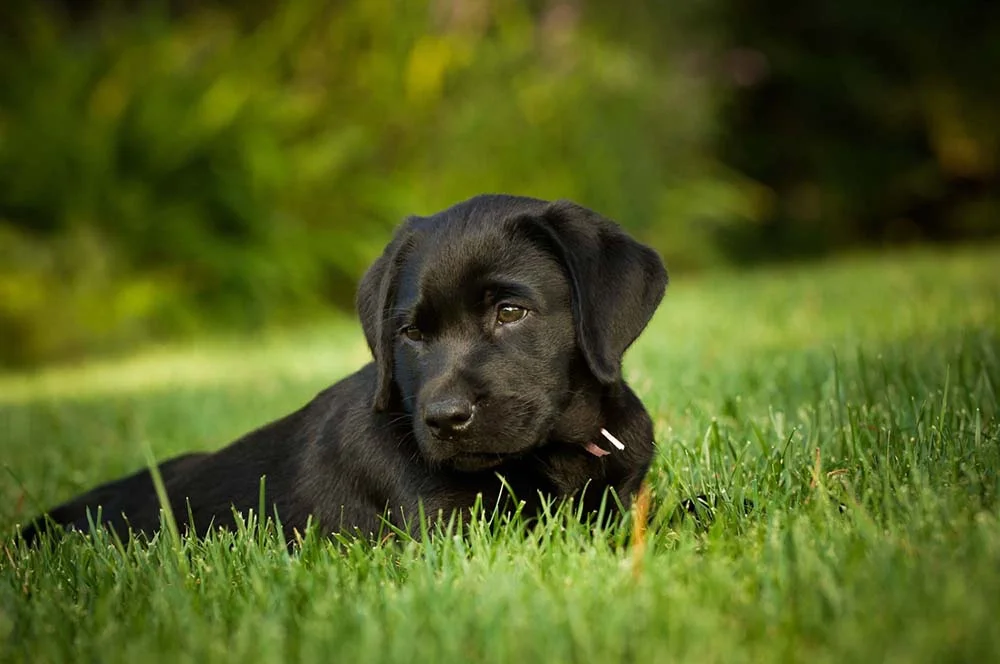 O Labrador filhote preto tem uma pelagem muito bonita e sedosa