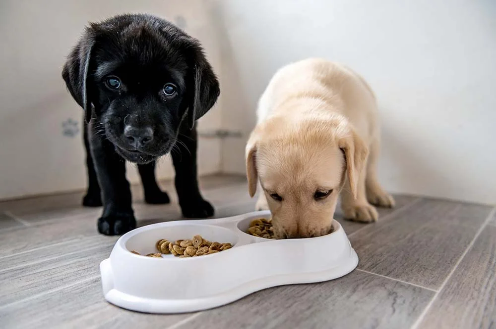 Labrador filhote: não esqueça de alimentar os pets muito bem