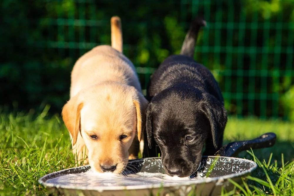 Além de comer, o cachorro Labrador filhote também precisa se manter hidratado