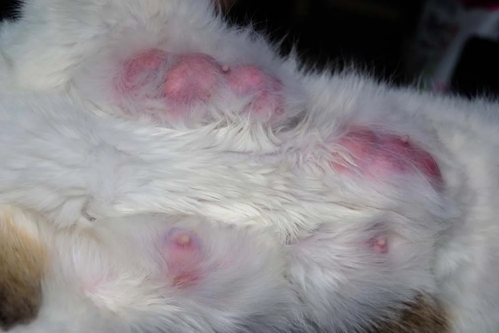 A mastite em gatas é bem visível e ocorre, principalmente, no pós-parto