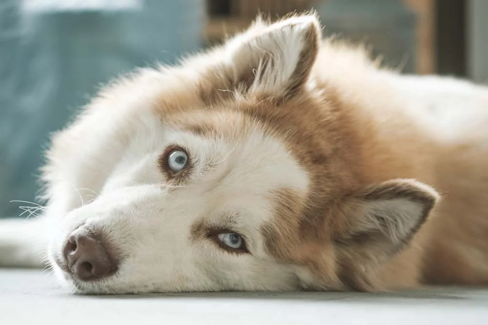 Husky: as cores areia com branco dão um charme enorme para o cãozinho