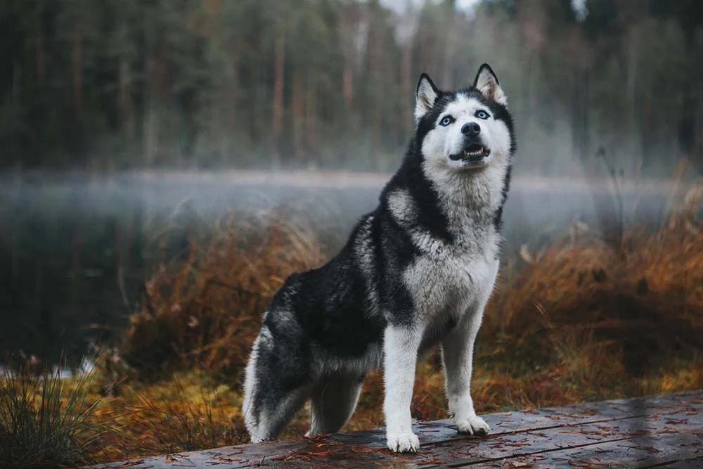 Cores de Husky Siberiano: o preto e branco é o clássico
