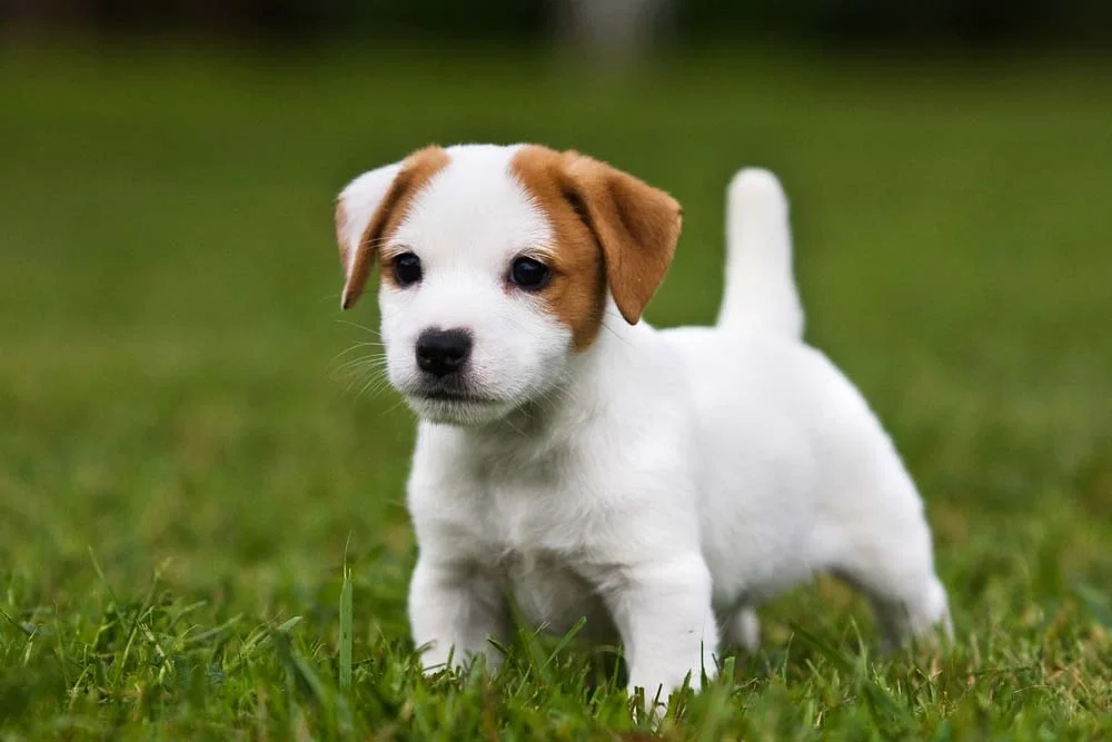 Jack Russell Terrier: filhote da raça é curioso e muito esperto