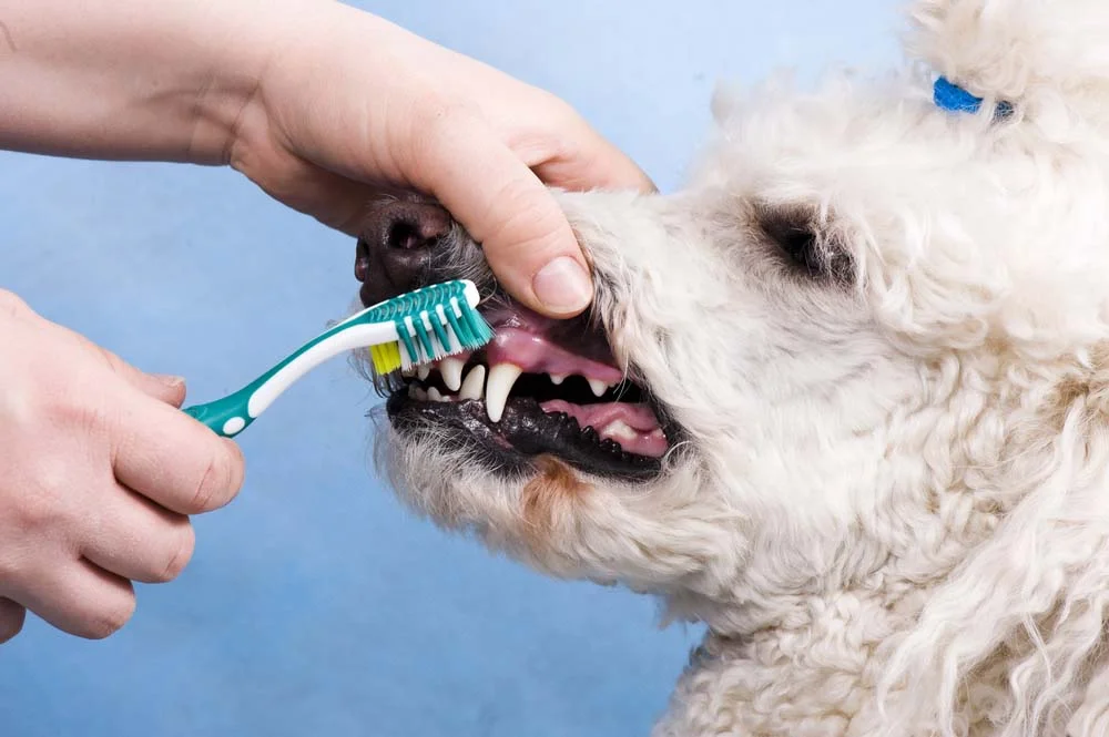 Como escovar dente de cachorro: comece massageando as gengivas com o seu próprio dedo antes de passar a escova com a pasta de dente.