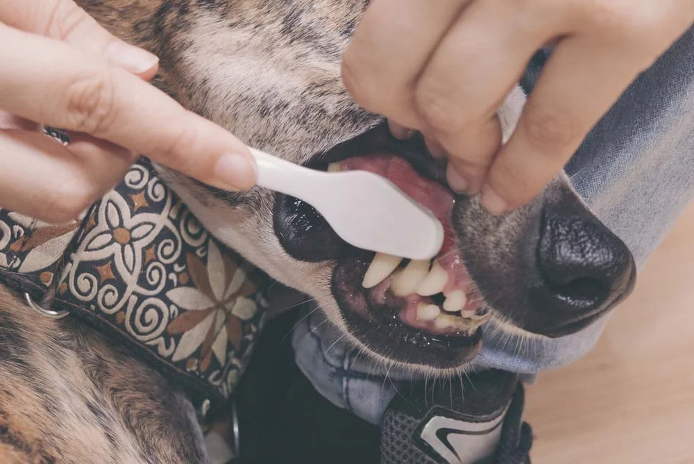 Na hora de escovar os dentes do cachorro, comece com movimentos circulares e, em seguida, direcione o movimento da gengiva para as pontas dos dentes.