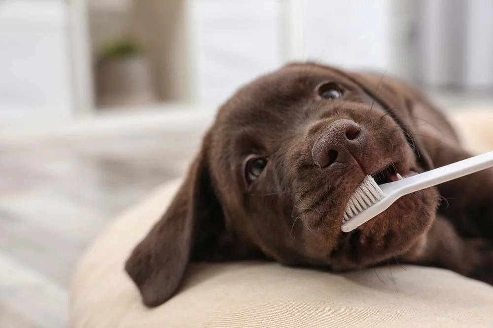 A época que o cachorro troca os dentes é a melhor fase para iniciar a escovação. Vai ser muito mais fácil introduzir o hábito quando o animal ainda é filhote.
