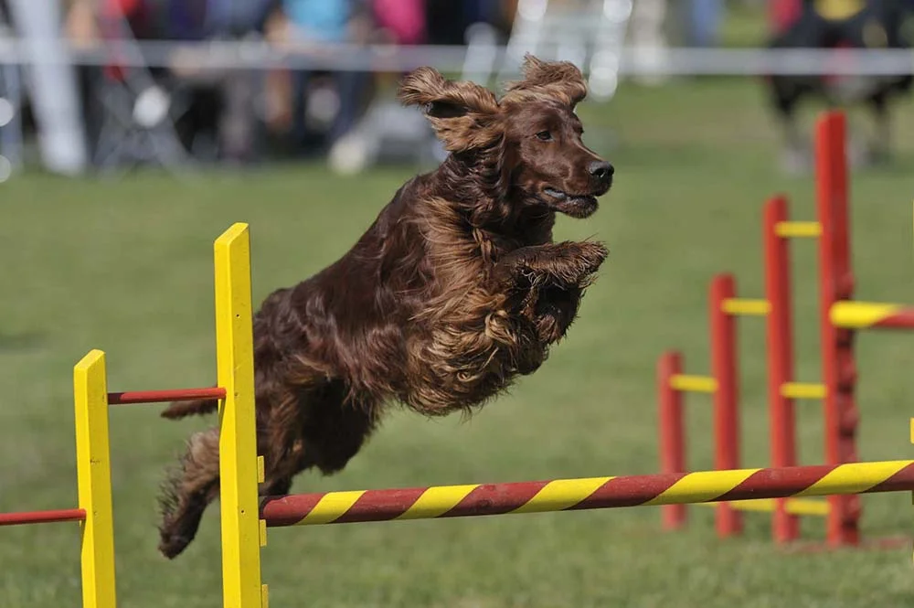 Setter Irlandês sendo treinado em agility canino