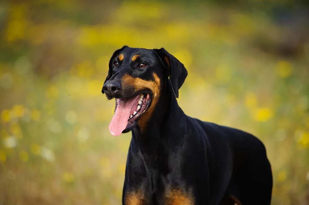Latido de cachorro: o Doberman faz parte da lista de animais barulhentos