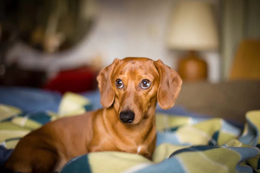 O Dachshund, ou cachorro salsicha, também é uma raça que faz barulho dentro de casa