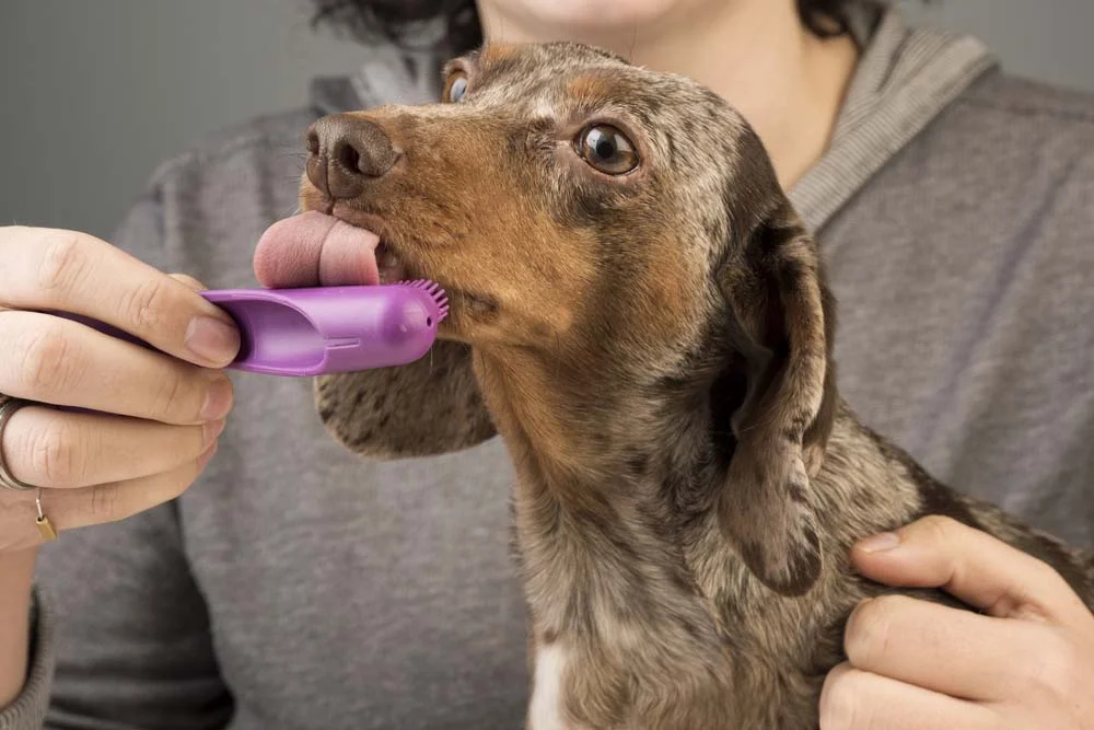 Escolha uma escova de dente para cachorro adequada: o cabo mais longo te ajudará a alcançar os dentes de trás. Outra opção é comprar o modelo de escova que encaixa no seu dedo (esse pode facilitar a limpeza).