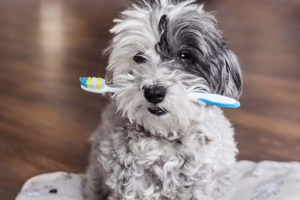 Pasta de dente para cachorro: sempre escolha produtos veterinários, pois os cremes dentais para humanos podem intoxicar o seu animal!