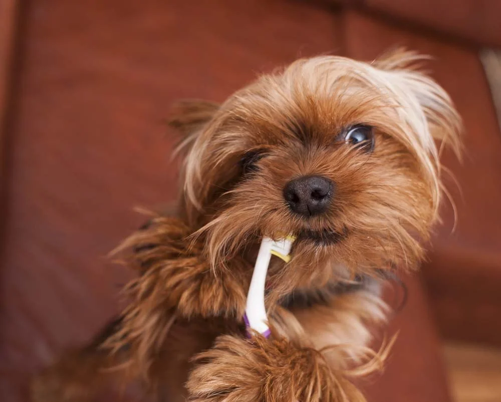 Depois de escovar os dentes do cachorro, lembre-se de parabenizar ou recompensar seu pet!