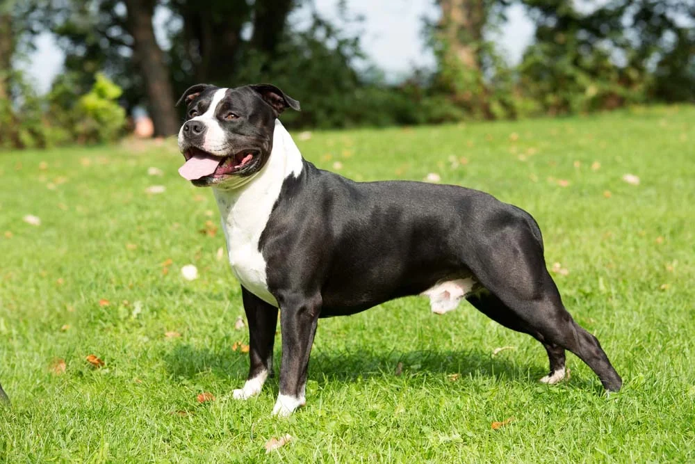 O cachorro American Staffordshire possui a pelagem curta e pode ter cores variadas