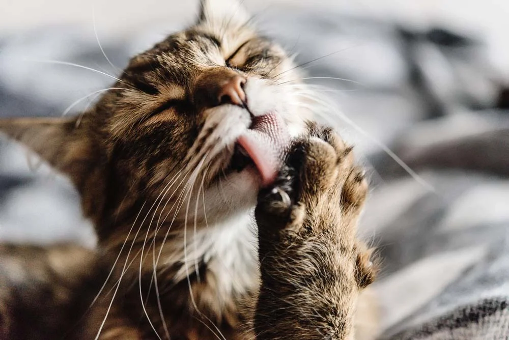 Gato vomitando: bolas de belo e regurgitação são as principais causas!