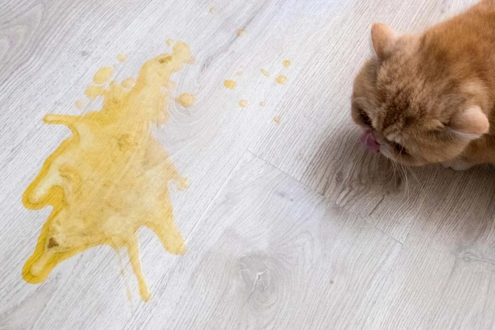 Gato vomitando possíveis causas do vômito e o que fazer