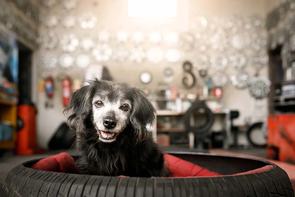 A cama de cachorro de pneu é resistente e bastante acessível