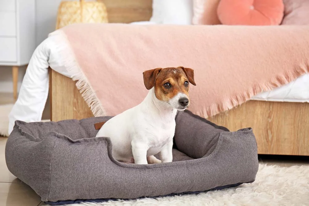 Cachorro: cama estilo ninho faz o maior sucesso entre os doguinhos