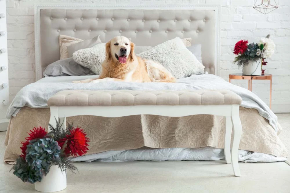 A cama box para cachorro é igualzinha a cama dos humanos, só que em tamanho reduzido