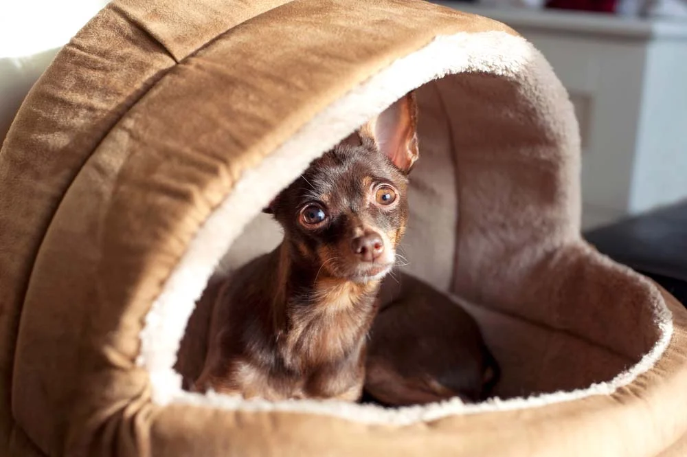 Cachorro: cama do tipo toca (ou iglu) é bem aconchegante e acolheadora