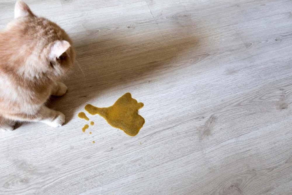 O gato vomitando um líquido marrom (e ás vezes com pedaços de ração) pode indicar problemas alimentares. O ideal é buscar ajuda veterinária, pois pode significar um problema mais grave.