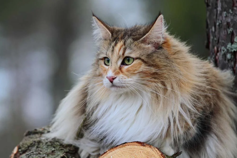 O gato Norueguês pode ser encontrado em diferentes cores