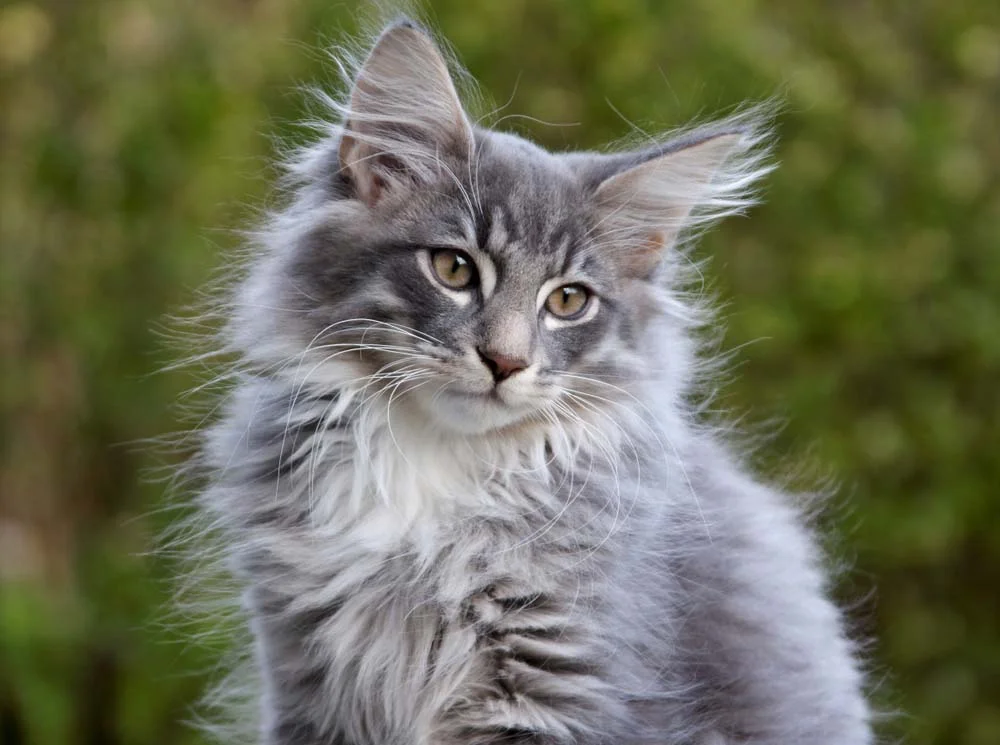 O gato Norueguês tem uma pelagem abundante que chama a atenção