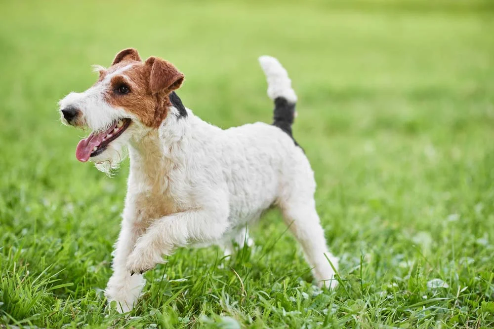 Fox Terrier: os passeios com o cachorro são essenciais
