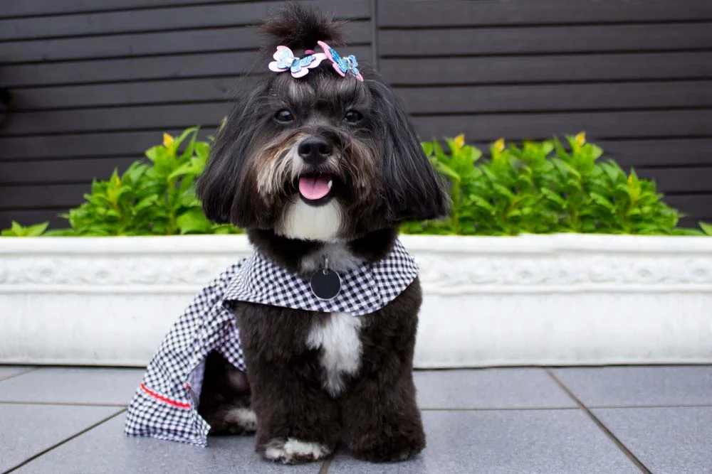 Filhote de Lhasa Apso com roupinha fica ainda mais fofo