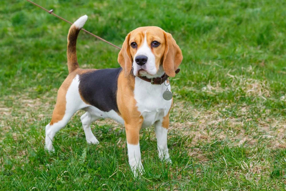 O latido de cachorro Beagle é uma forma de chamar atenção