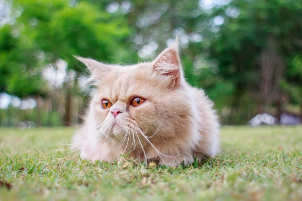 Gatos braquicefálicos: o Persa é uma raça de gato com focinho achatado
