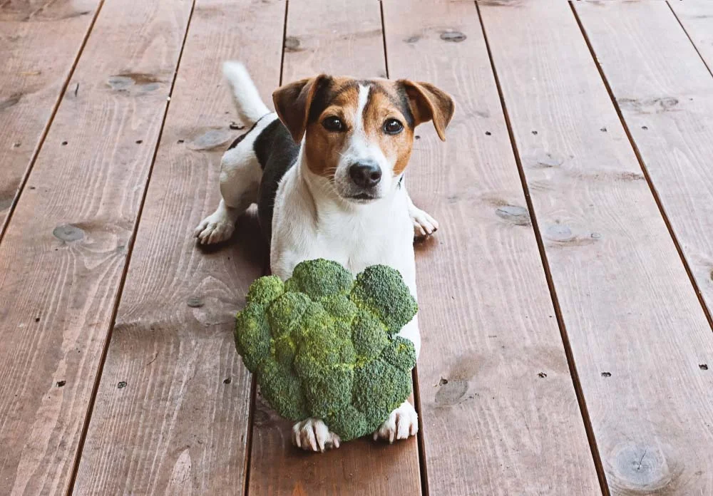 Existem verduras e legumes que cachorro pode comer, basta ter moderação