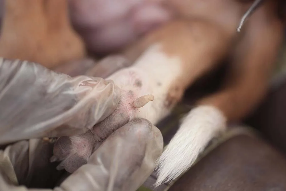 A remoção da berne em cachorro feita de forma indevida pode piorar a situação do animal